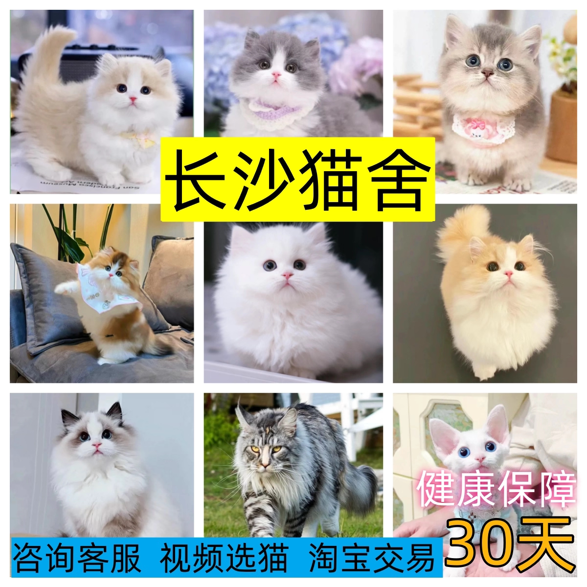 【长沙猫舍】英短幼猫渐层美短加猫咪