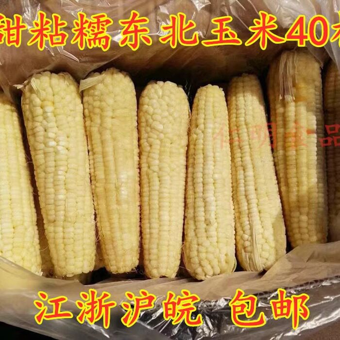 新鲜东北玉米棒整箱40根香甜糯玉米 苞米营养粗粮早餐家商用 包邮