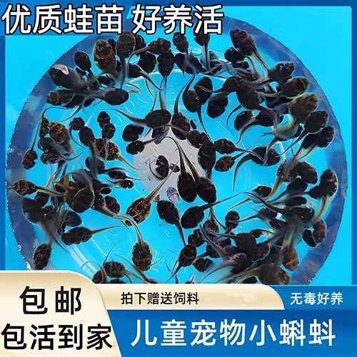 水族宠物牛蛙小蝌蚪活体学习青蛙幼苗观赏幼儿园饲料观察活物