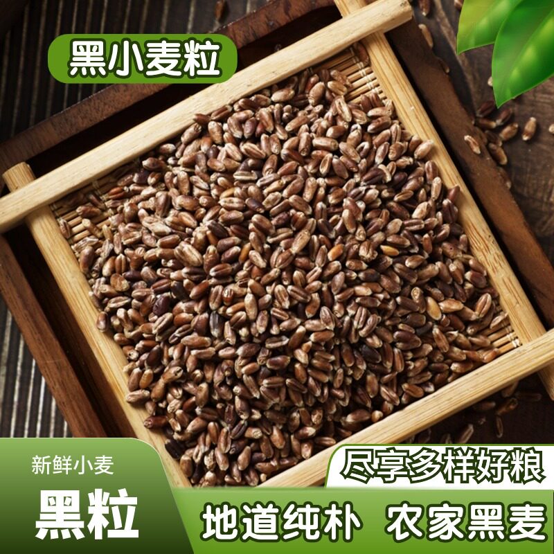 新货黑小麦粒5斤 农家富硒五谷可磨麦粉可发猫草麦苗非麦种
