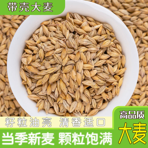 带壳大麦粒酿酒麦芽糖原料