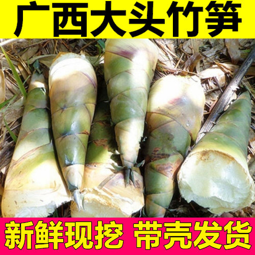 广西竹笋新鲜现挖大头笋麻竹笋带壳整箱发货当季夏笋苦竹笋泡酸笋