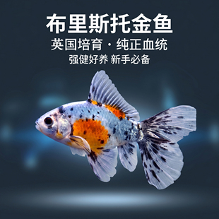 精品布里斯托金鱼冷水观赏鱼短尾草金淡水鱼好养招财耐活桃心尾