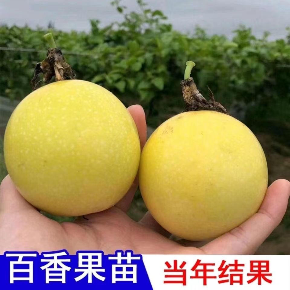 黄金百香果苗9号嫁接苗爬藤超甜