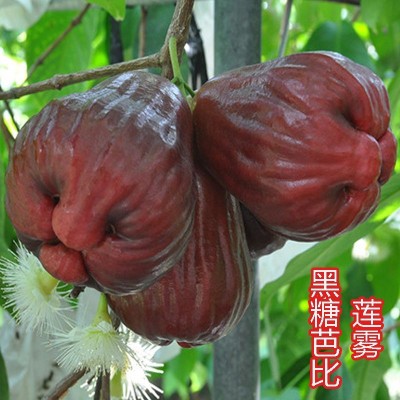 莲雾果树苗嫁接黑金刚莲雾苗芭比莲雾大苗南方种带土带叶广西发货