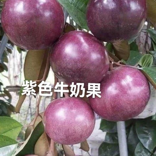 越南牛奶果3Q紫龙粉红豹星苹果当年开花进口品种乔木盆栽绿植包邮