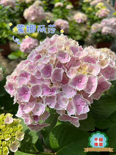 花卉绿植盆栽庭院四季绣球