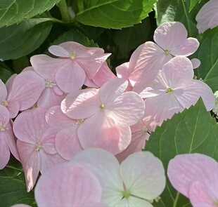 粉色落跑新娘小苗加仑苗 盆栽绣球植物庭院垂吊爬藤新枝 耐热耐寒