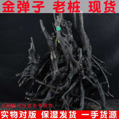 金弹子大老桩盆景素材