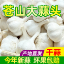 农家大蒜干蒜头白皮山东四六瓣苍山5斤新鲜蒜瓣3斤腊八当季 新蒜种