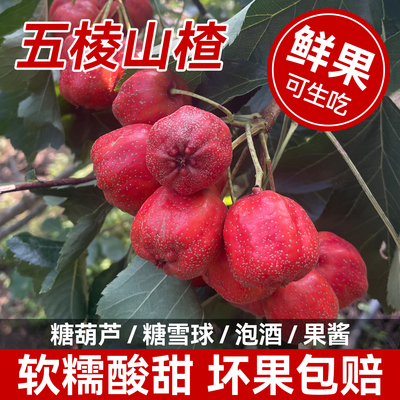 现摘！新鲜大五棱山楂鲜果山里红