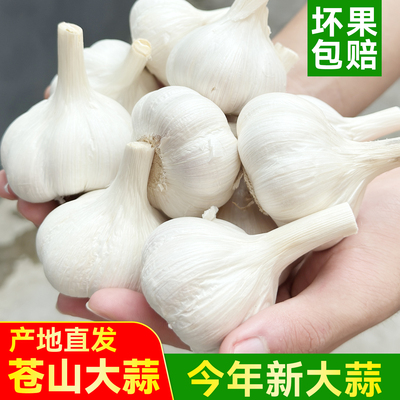 山东农家今年新干蒜大蒜头5斤装