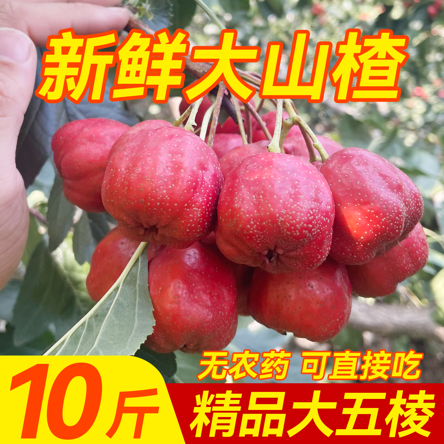 新鲜山楂鲜果大五棱糖雪球糖葫芦专用10斤批发山里甜红子当季现摘