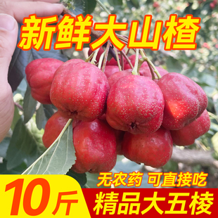 新鲜山楂鲜果大五棱糖雪球糖葫芦专用10斤批发山里甜红子当季现摘