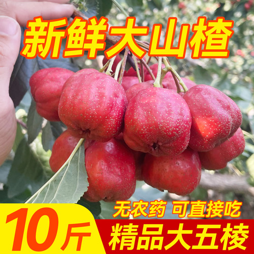 新鲜山楂鲜果大五棱糖雪球糖葫芦专用10斤批发山里甜红子当季现摘