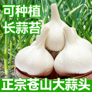 农家新鲜大蒜头干蒜3斤白皮苍山四六瓣今年新蒜种子5斤装山东大蒜
