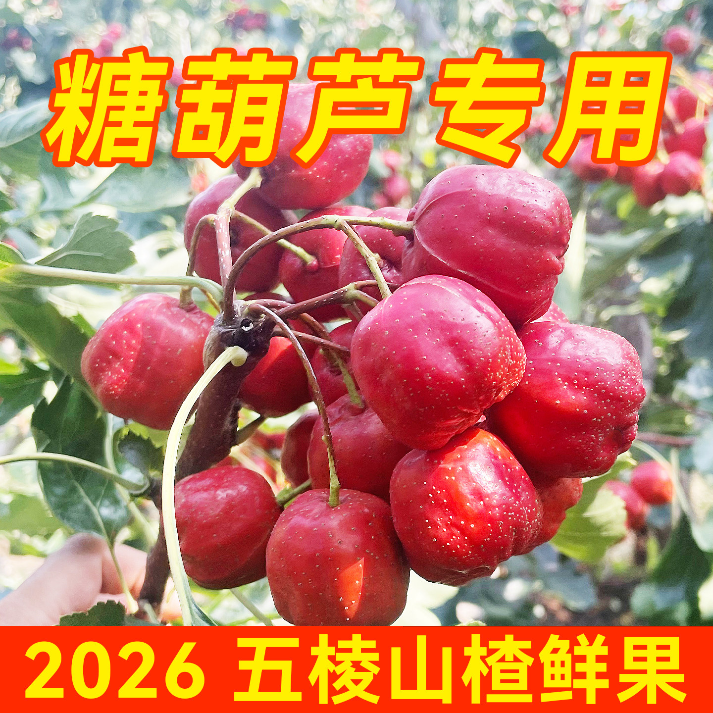 2026新鲜五棱山楂鲜果糖葫芦专用