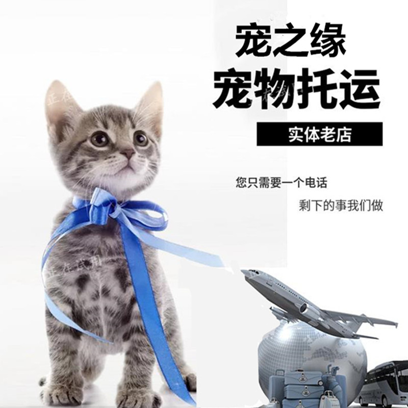 托运宠物服务成都绵阳上海杭州宠物运输猫咪狗狗全国托运航空专车