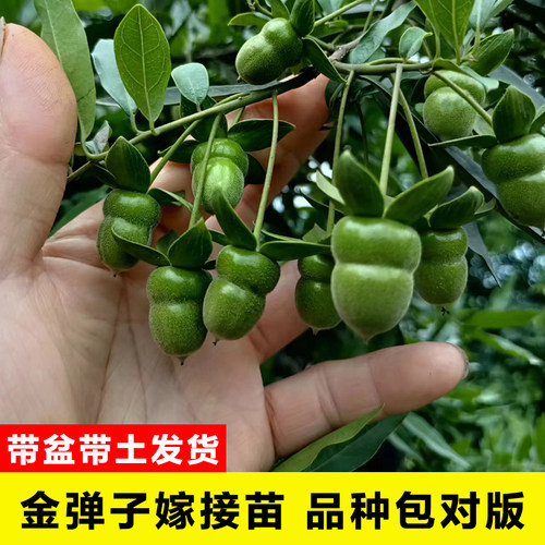 金弹子老鸦柿盆景嫁接品种苗老桩造型盆景血红中国红果葫芦花生果