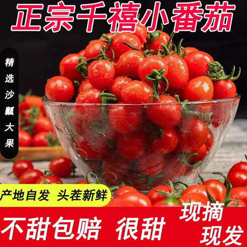 正宗山东冰糖千禧小番茄圣女果小西红柿新鲜应季酸甜水果生吃包邮