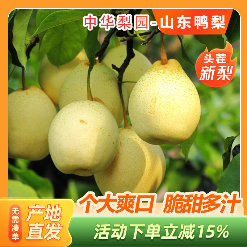 现摘冠县正宗鸭梨产地直供
