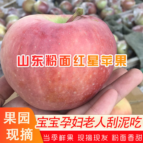 山东粉面沙甜苹果现摘现发