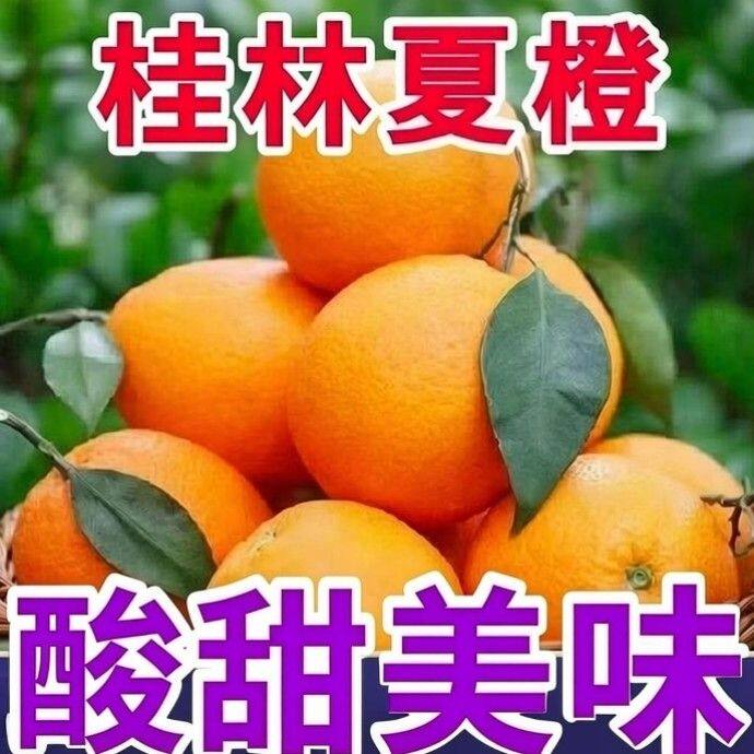 橙子秭归夏橙当季新鲜水果 现摘现发薄皮榨汁酸甜整箱