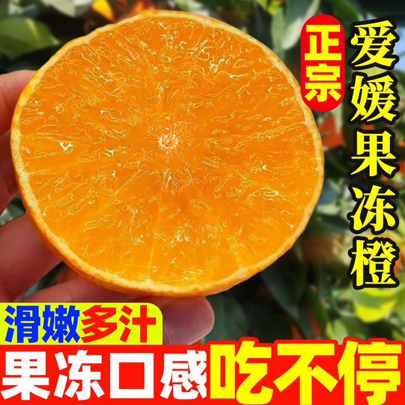 精品正宗四川爱媛果冻橙新鲜水果当季孕妇水果整箱批发
