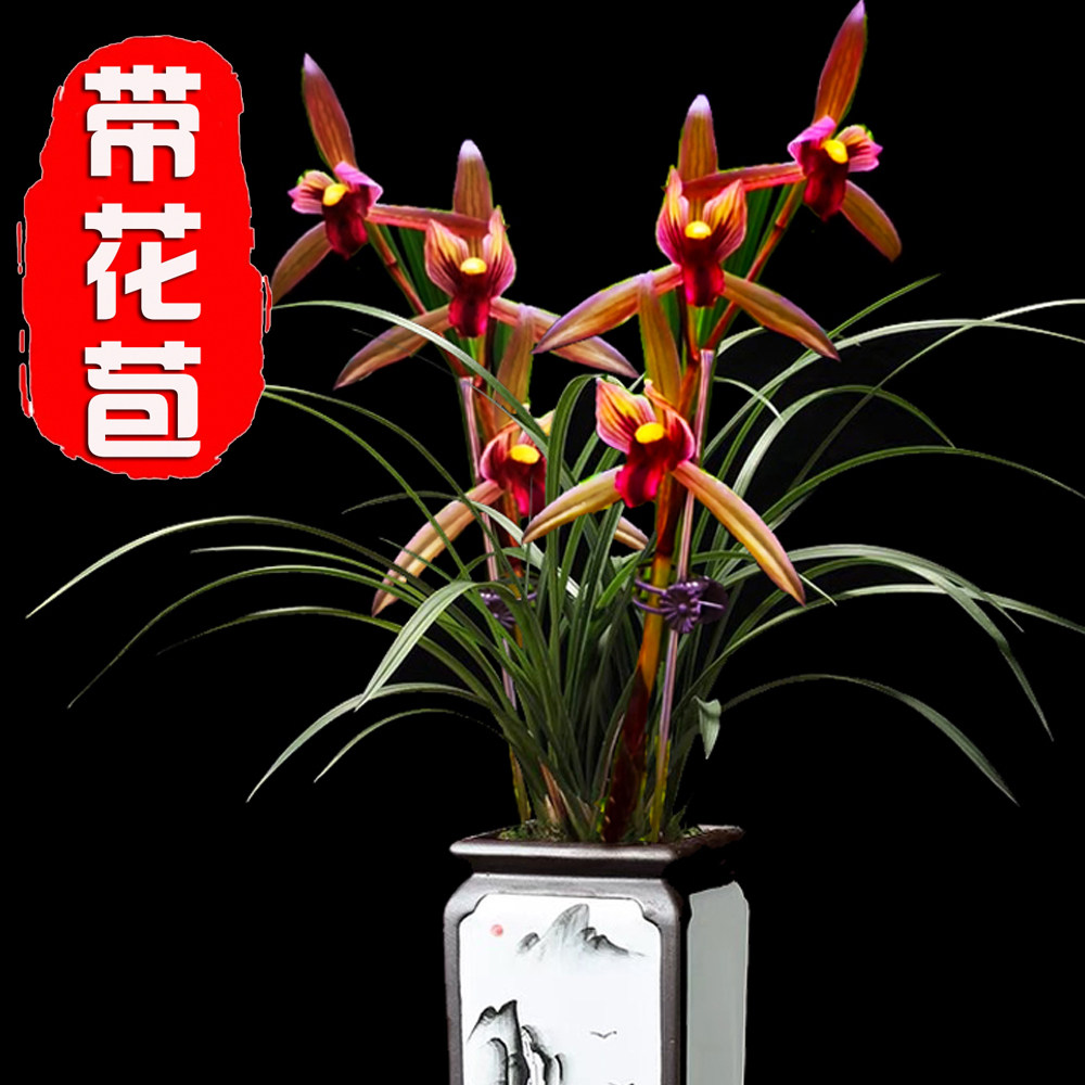 红尊兰花苗浓香型室内办公室绿植盆栽花卉