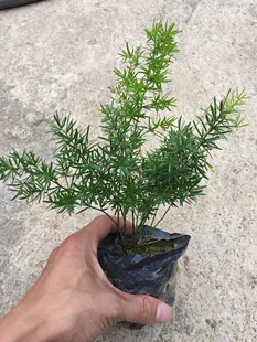 天门冬植物盆栽 别称三百棒 武竹 丝冬 天冬草 明天冬 多年生草本