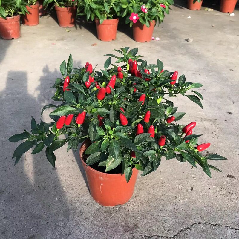 七彩椒盆栽苹果椒朝天可食用辣椒苗阳台庭院楼顶观赏开花带果发货