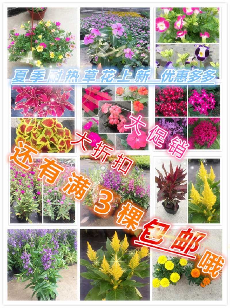 香彩雀千日红凤仙花2棵包邮