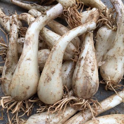 重庆新鲜荞头无根农家自种现挖藠头茭头无叶生叫头教头乔头可腌制