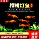 长尾樱桃灯红玫瑰鱼草缸精灵小型鱼热带鱼观赏鱼灯鱼淡水好养活体