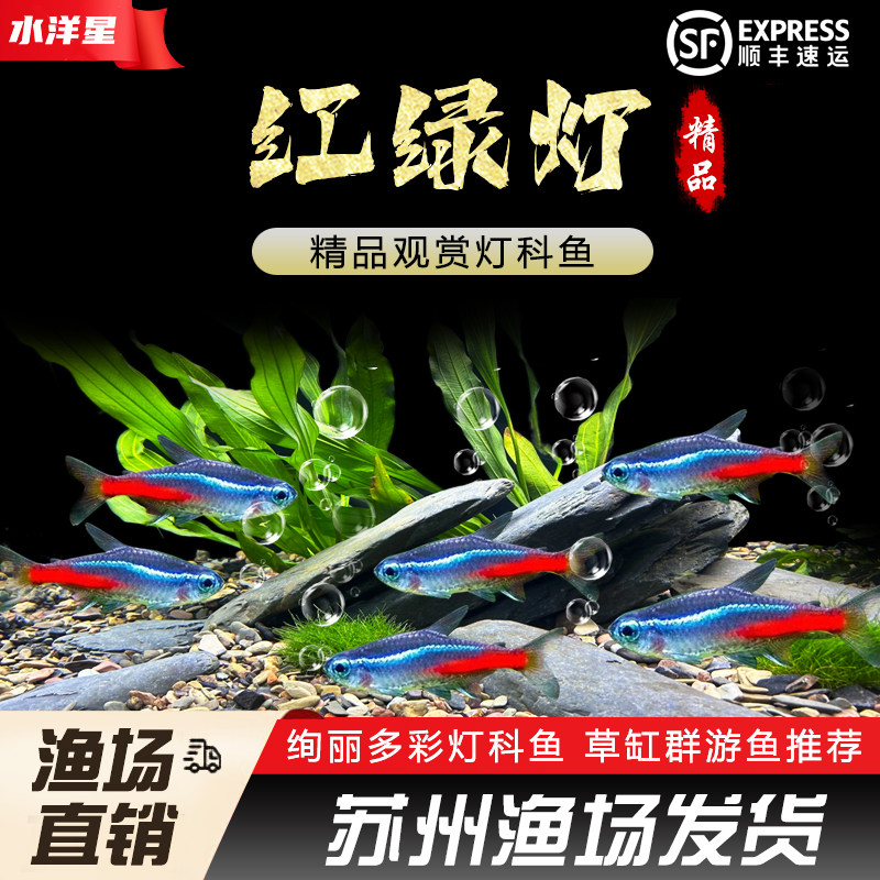 红绿灯鱼小型热带淡水鱼灯科鱼红绿灯鱼群游鱼活体观赏鱼草缸群游