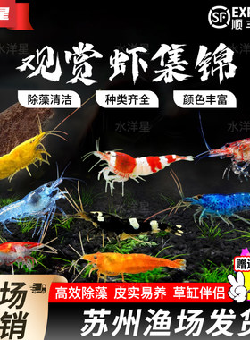 淡水工具虾观赏虾除藻吃青苔草缸