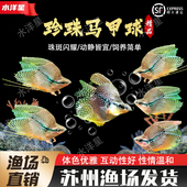 珍珠马甲球鱼热带观赏鱼好养耐活球型淡水鱼活体观赏鱼小型群游鱼