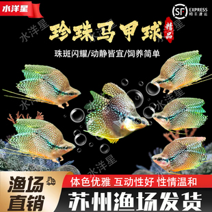 珍珠马甲球鱼热带观赏鱼好养耐活球型淡水鱼活体观赏鱼小型群游鱼