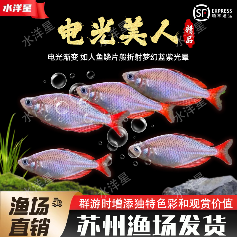 电光美人群游热带观赏鱼刚果美人
