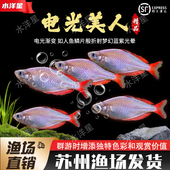 电光美人刚果美人石美人热带淡水观赏鱼群游草缸小型鱼灯科鱼好养