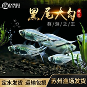 黑尾大勾黑尾热带鱼观赏鱼草缸群游鱼灯鱼小型鱼活体包活红大勾鱼