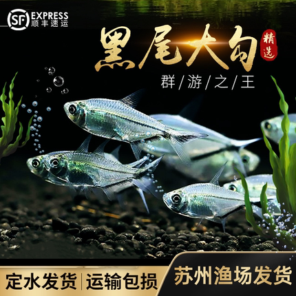 黑尾大勾黑尾热带鱼观赏鱼草缸群游鱼灯鱼小型鱼活体包活红大勾鱼