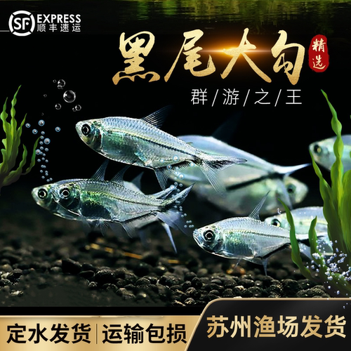 草缸群游小型热带观赏鱼黑尾大勾