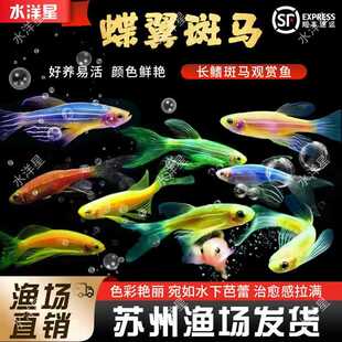 蝶翼斑马鱼高帆长鳍长尾稀有观赏鱼小型热带鱼活体灯科鱼群游鱼
