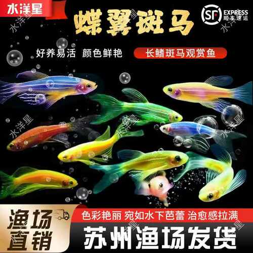 蝶翼斑马长尾长鳍大帆斑马观赏鱼