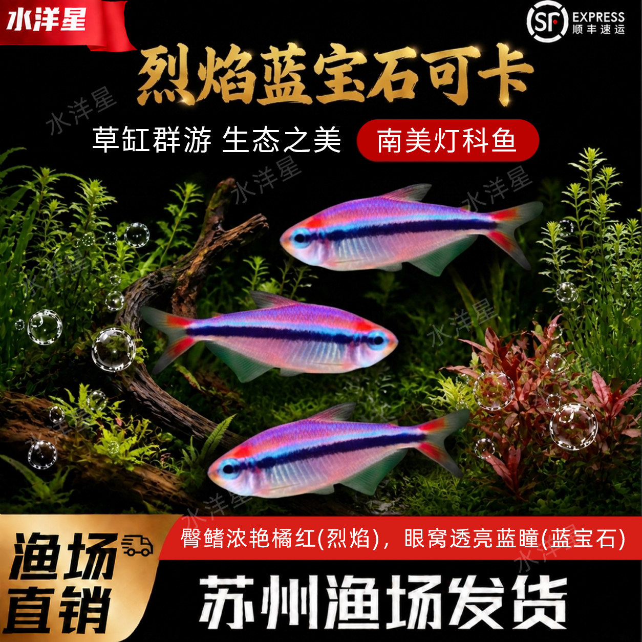 烈焰蓝宝石可卡灯 南美小型热带观赏鱼 草缸群游灯鱼活体