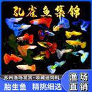 孔雀鱼纯种活体凤尾鱼热带小型淡水观赏鱼好养耐活孔雀鱼小鱼斑马