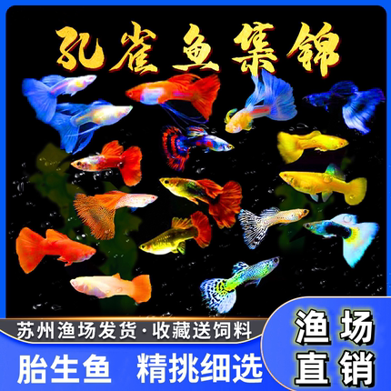 孔雀鱼纯种活体凤尾鱼热带小型淡水观赏鱼好养耐活孔雀鱼小鱼斑马