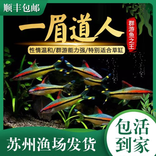 一眉道人淡水热带群游观赏鱼好养