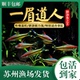 红眉一眉道人热带活体观赏鱼群游小型草缸淡水灯鱼宠物鱼好养